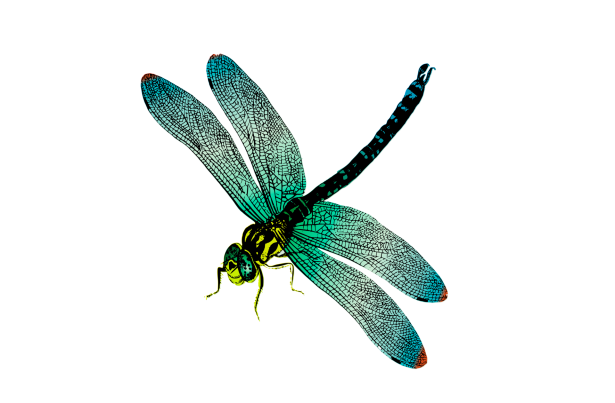Dragonfly picture