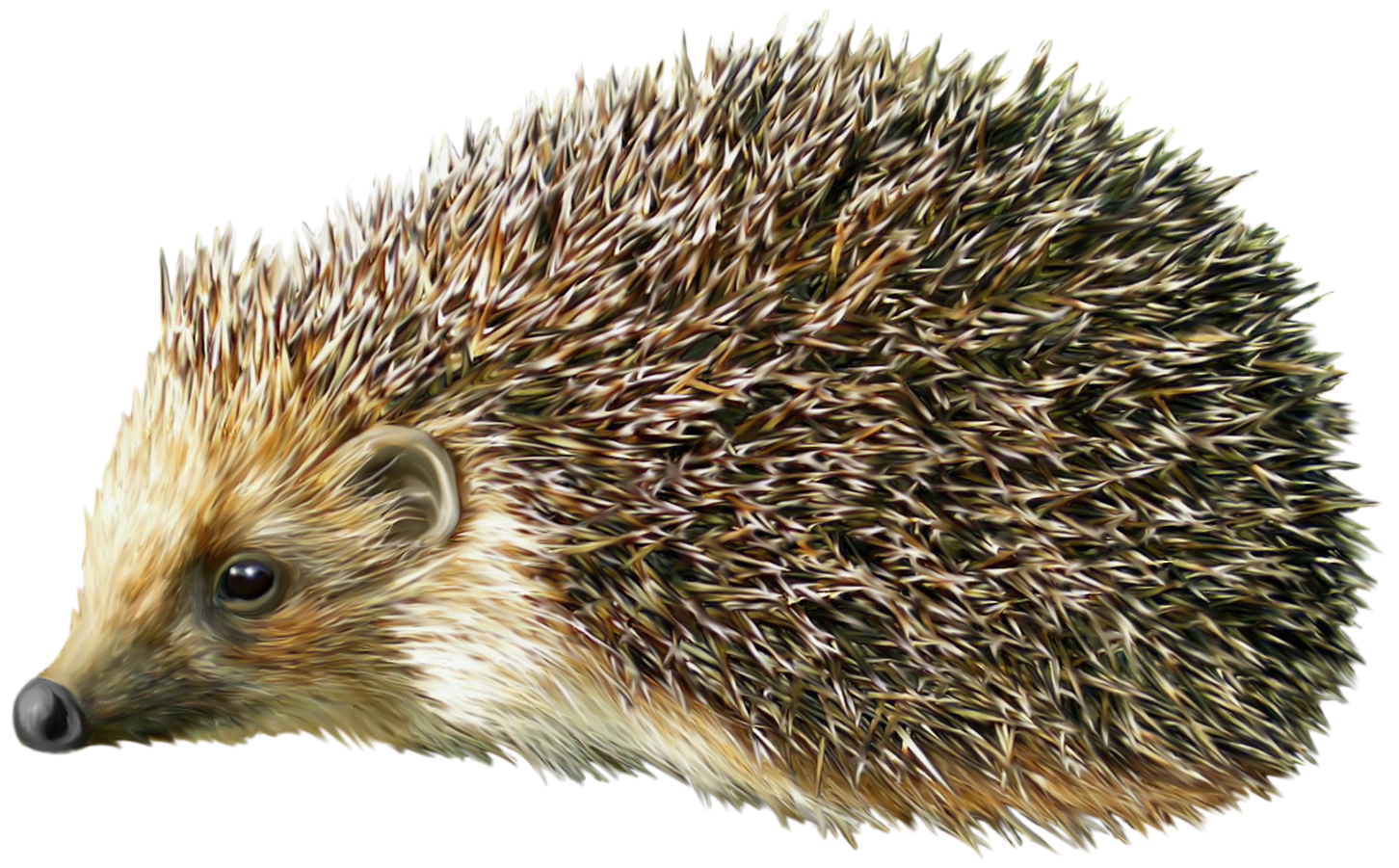Hedgehog picture