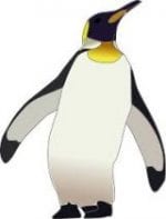 Penguin picture