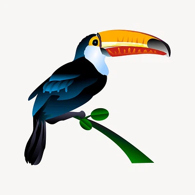 Toucan picture